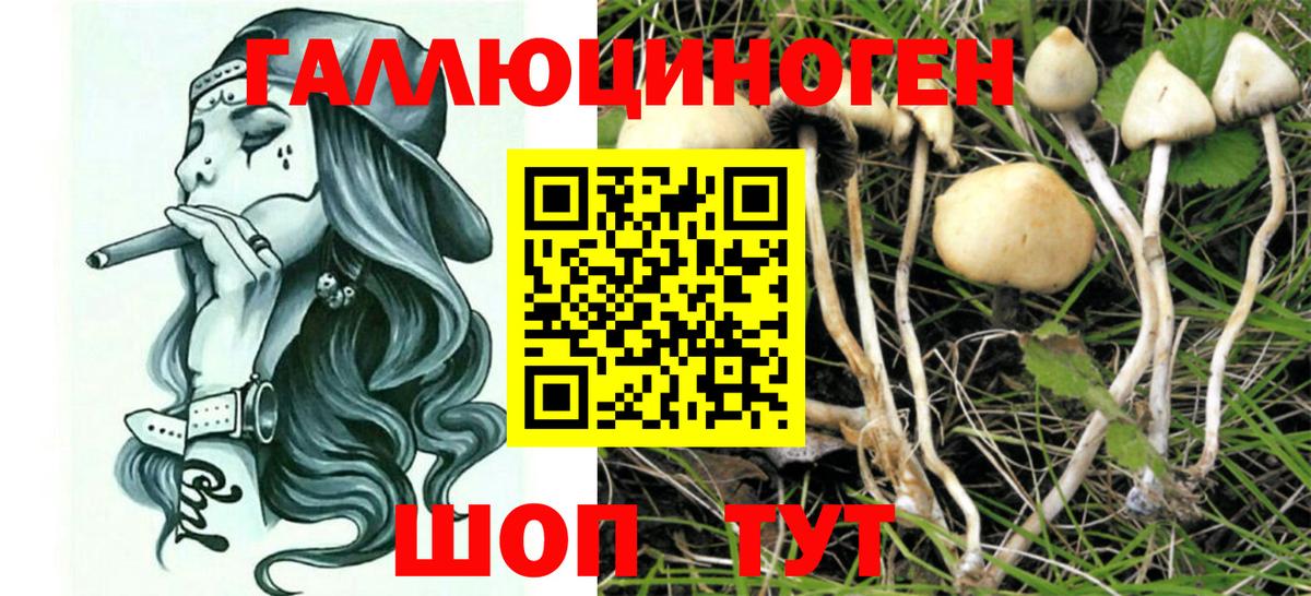 Псилоцибиновые грибы прущие грибы  Вход с VPN  Большой Камень 
